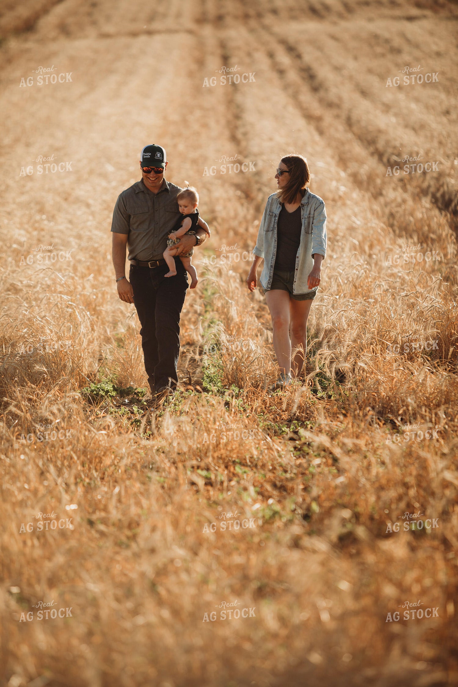 Farm Family Walking Soybean Field with Rye Cover Crop 5814