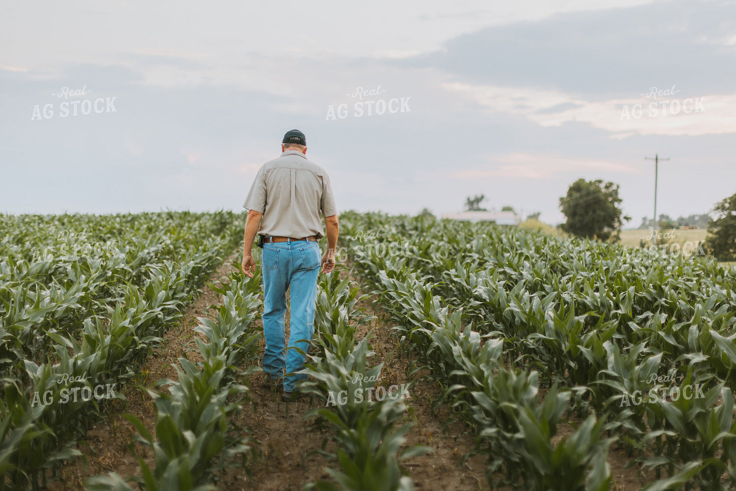 Farmers Scouting Corn Field 7806