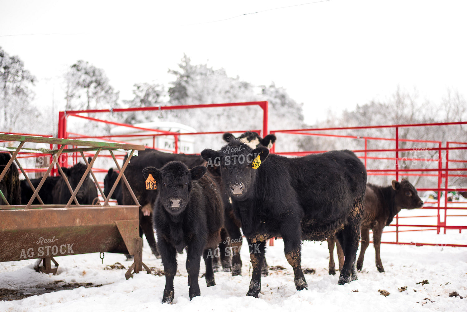 Angus Calves in Snow 74024