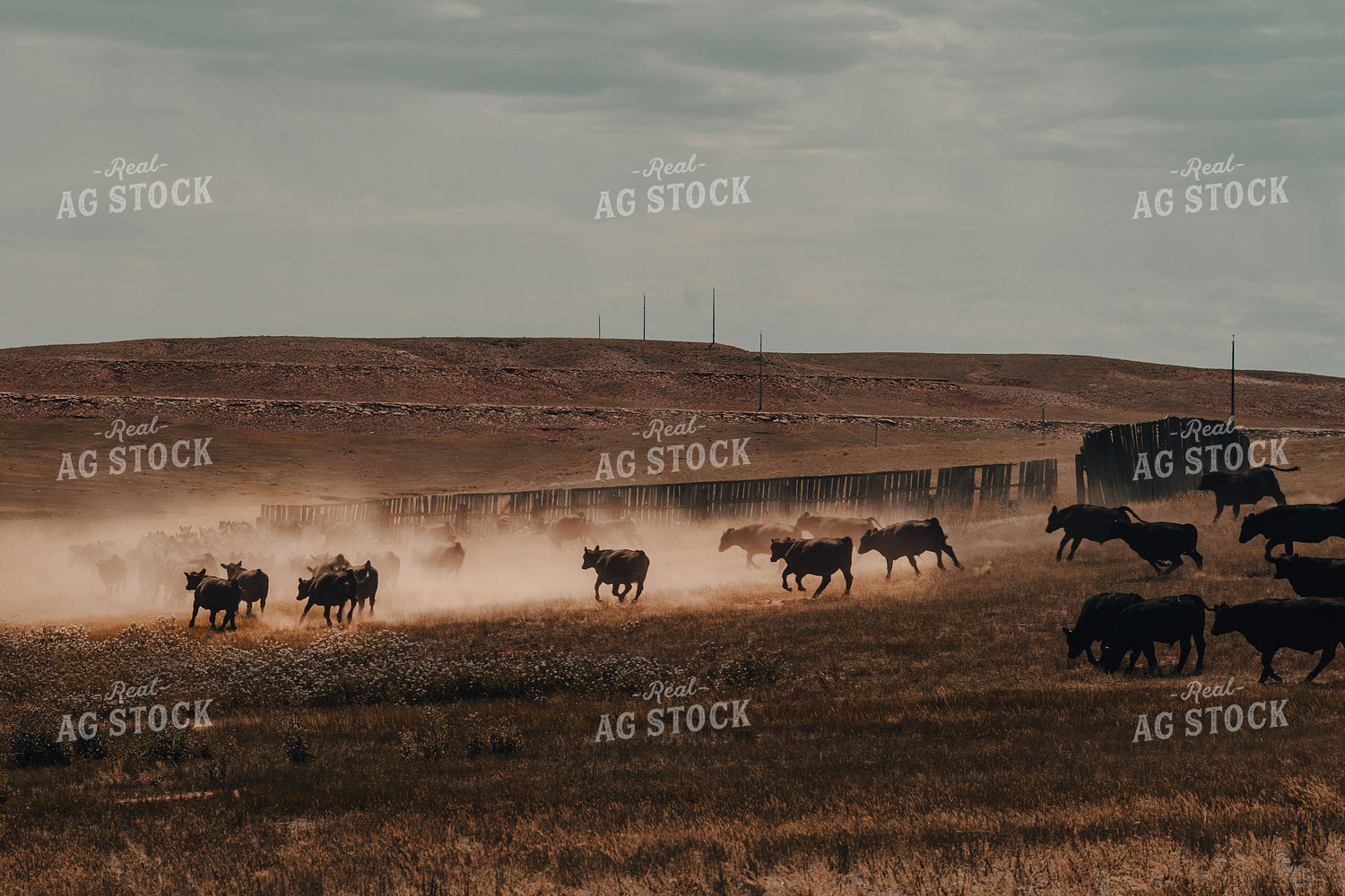 Moving Cattle 58179
