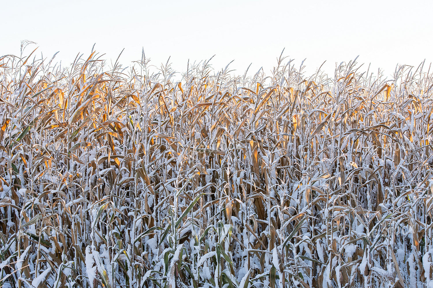 Snow Covered Corn 50435