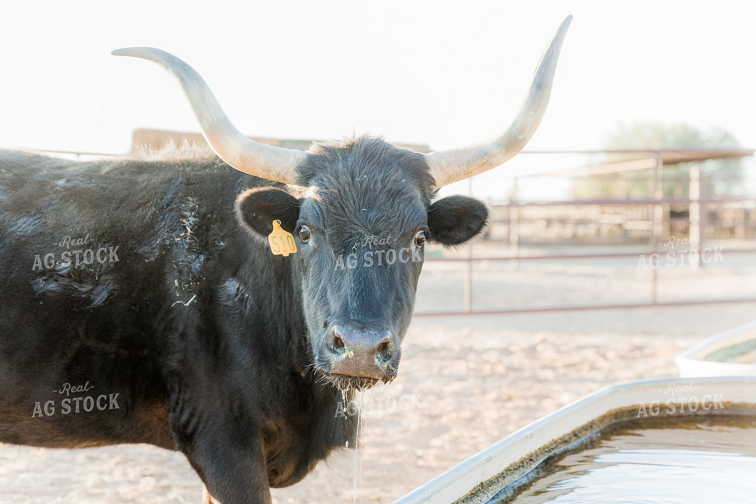 Longhorn Cattle 184021
