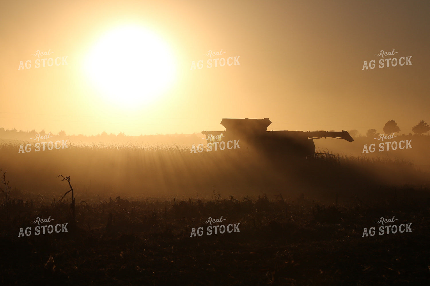 Corn Harvest at Sunset 82106