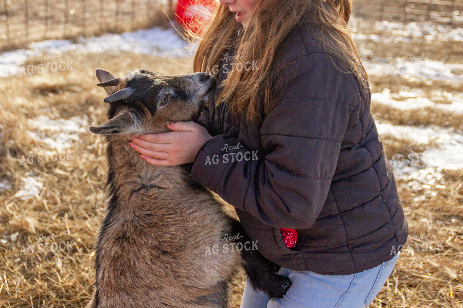 Farm Kid with Nigerian Dwarf Goat 155155