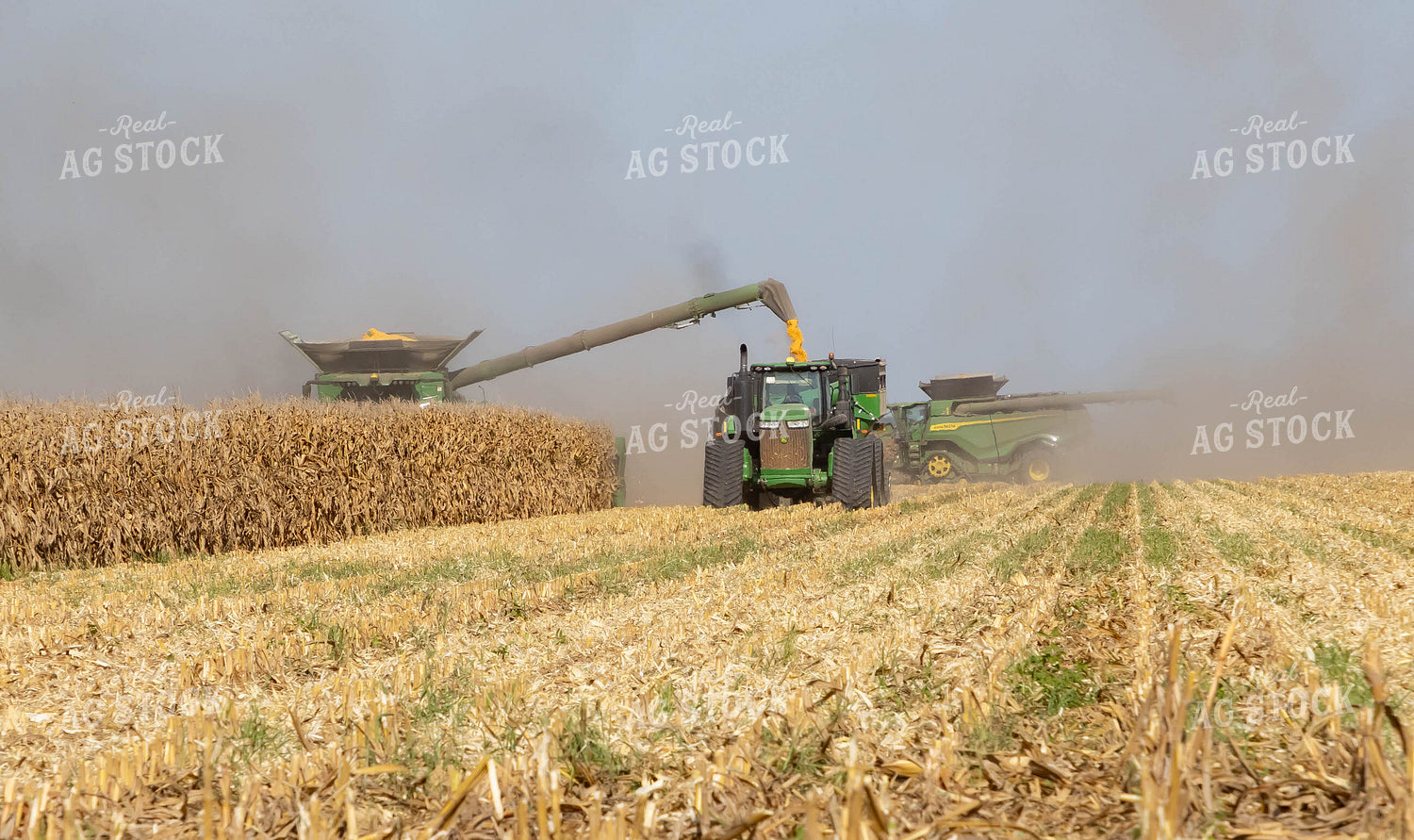 Farmer Husking Sweet Corn 79347