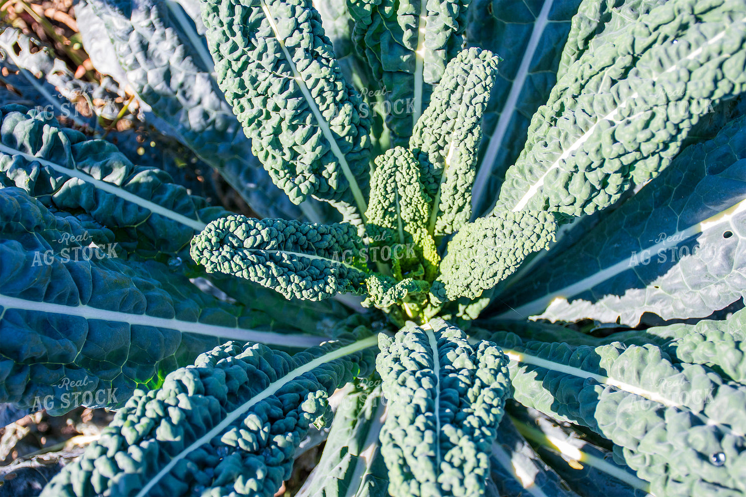 Kale 50189