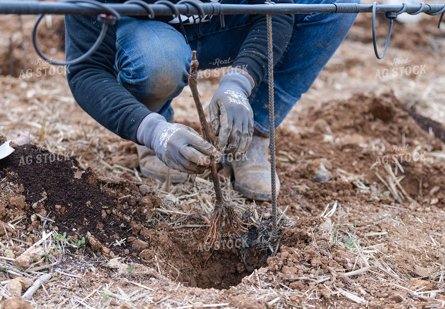 Vineyard Grape Production 107033