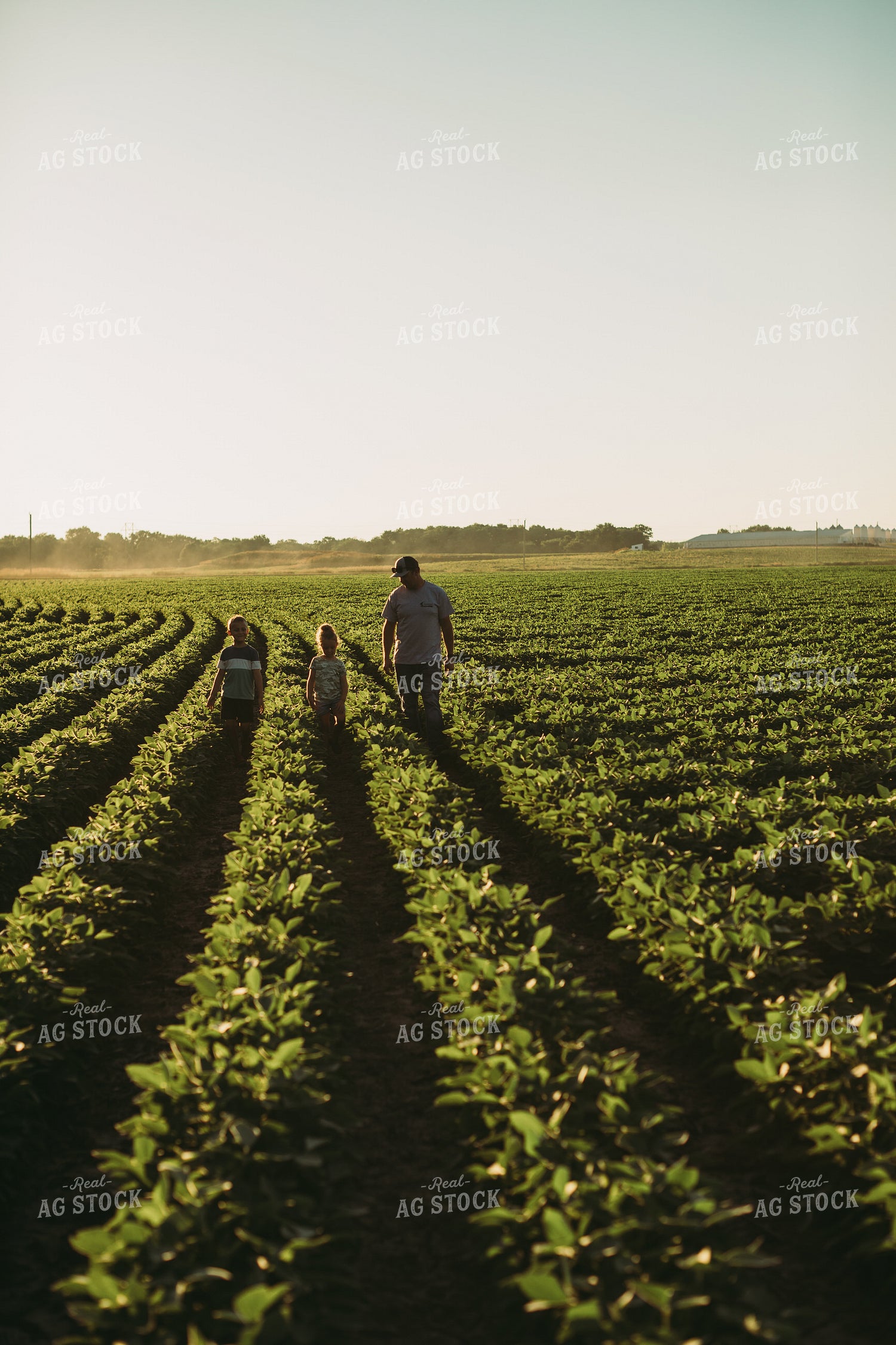Farm Family Walking in Soybeans 6069