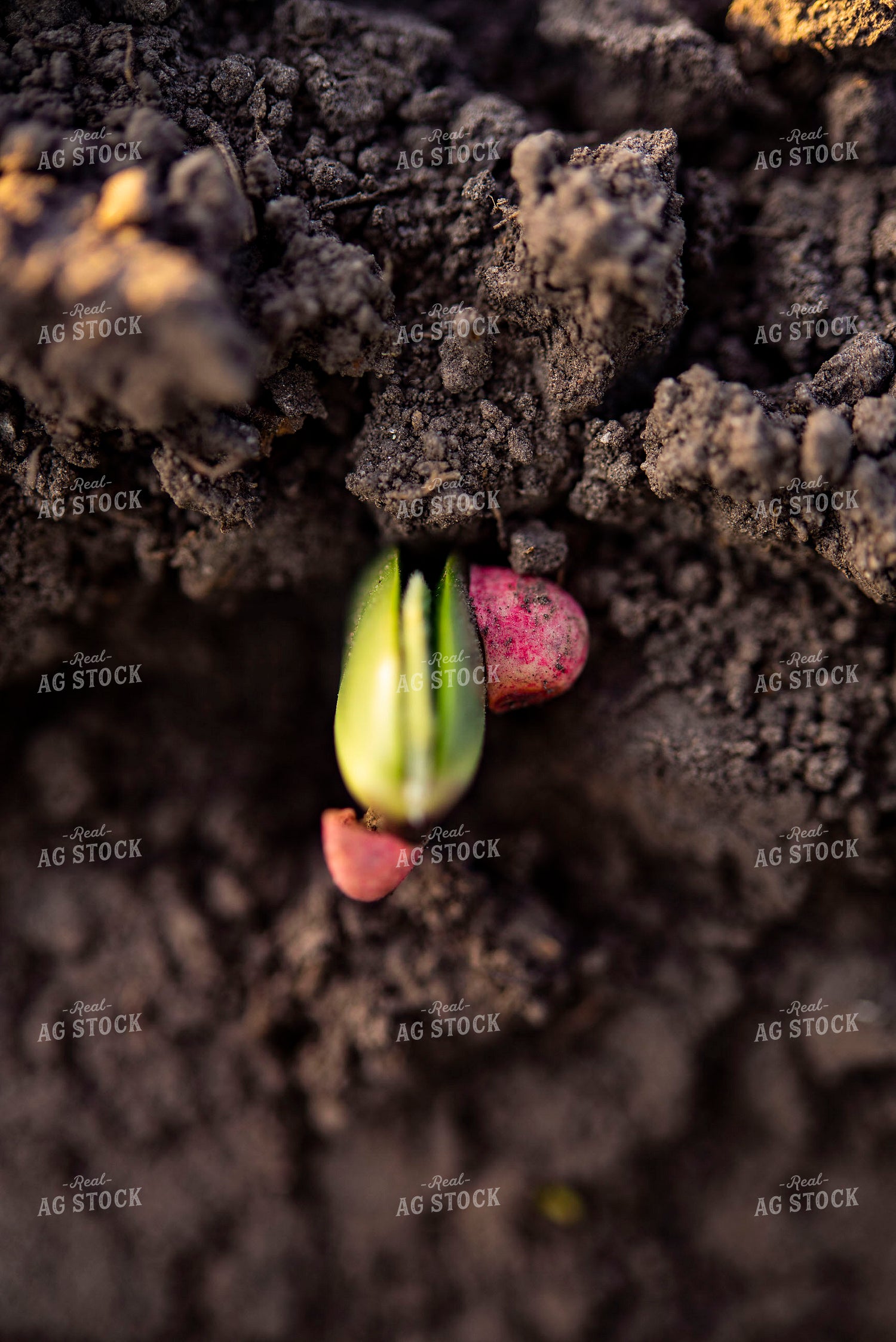 Soybean Emerges from Ground with Seed Coat Remaining 136016