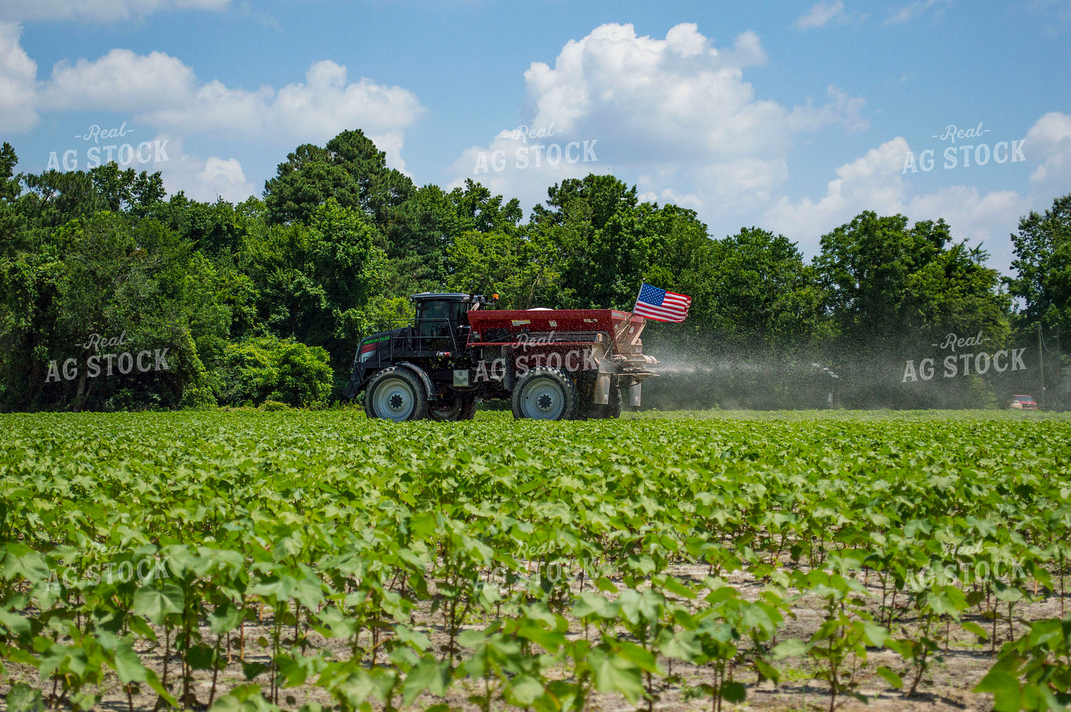 Spreading Dry Fertilizer in Cotton Field 136187