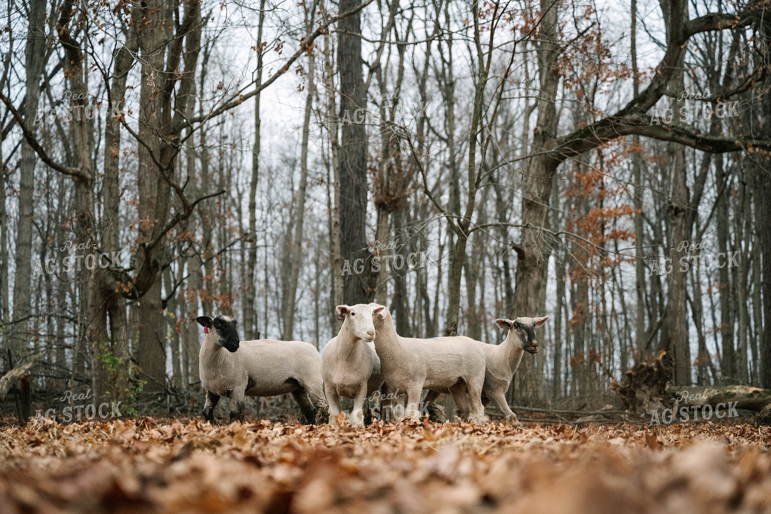 Sheep on Pasture 269017