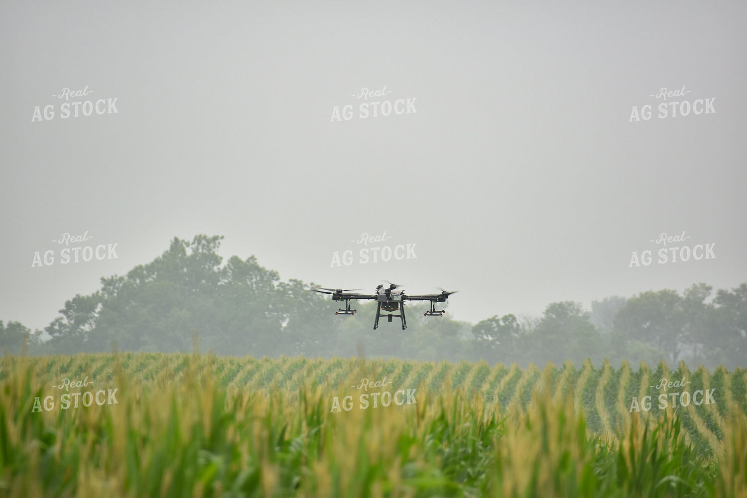 Drone Sprayer Above Corn 85018