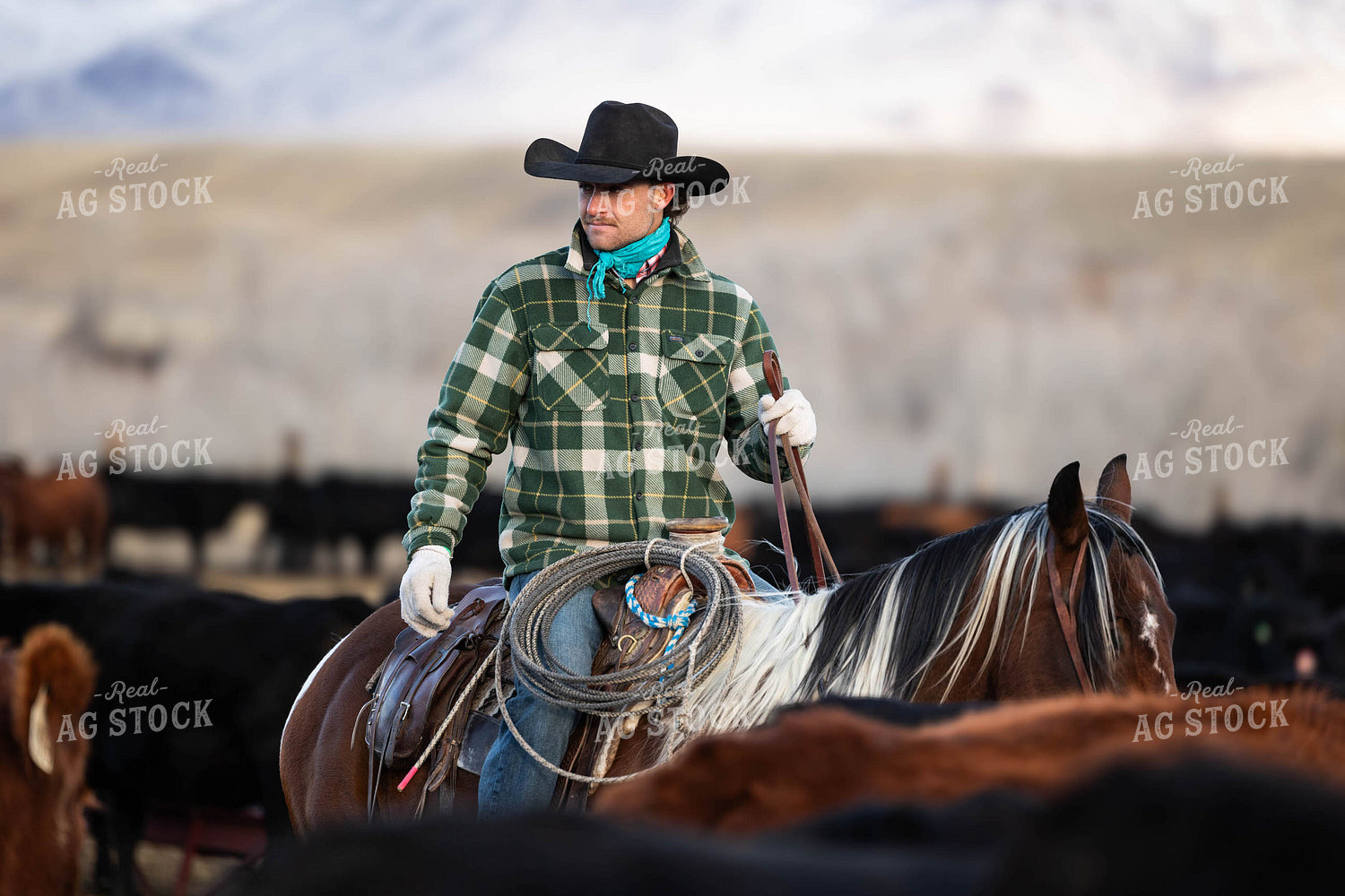 Rancher Herding Cattle on Horseback 219071