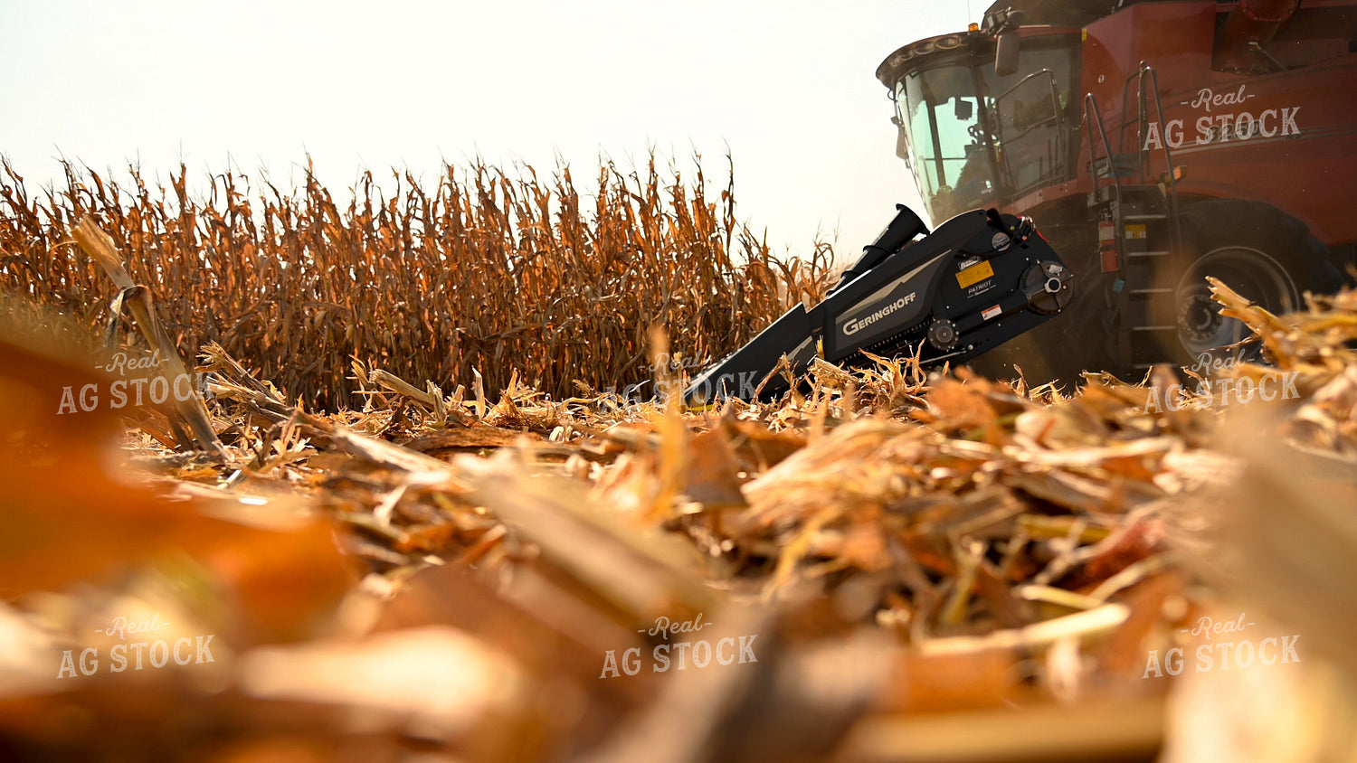 Combine Harvesting Corn 25609