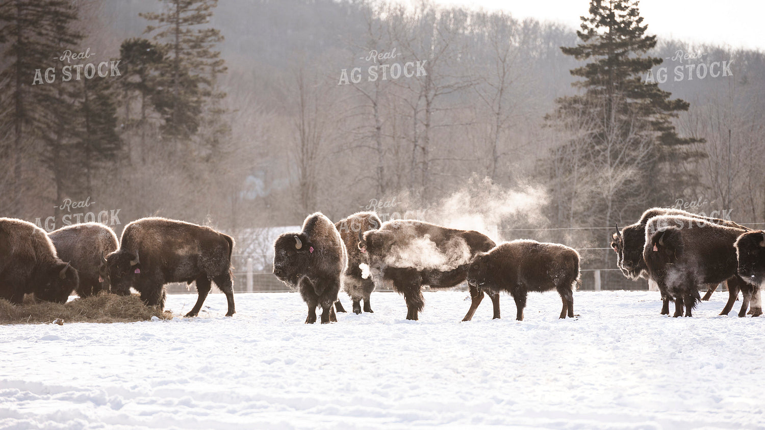 American Bison 195026