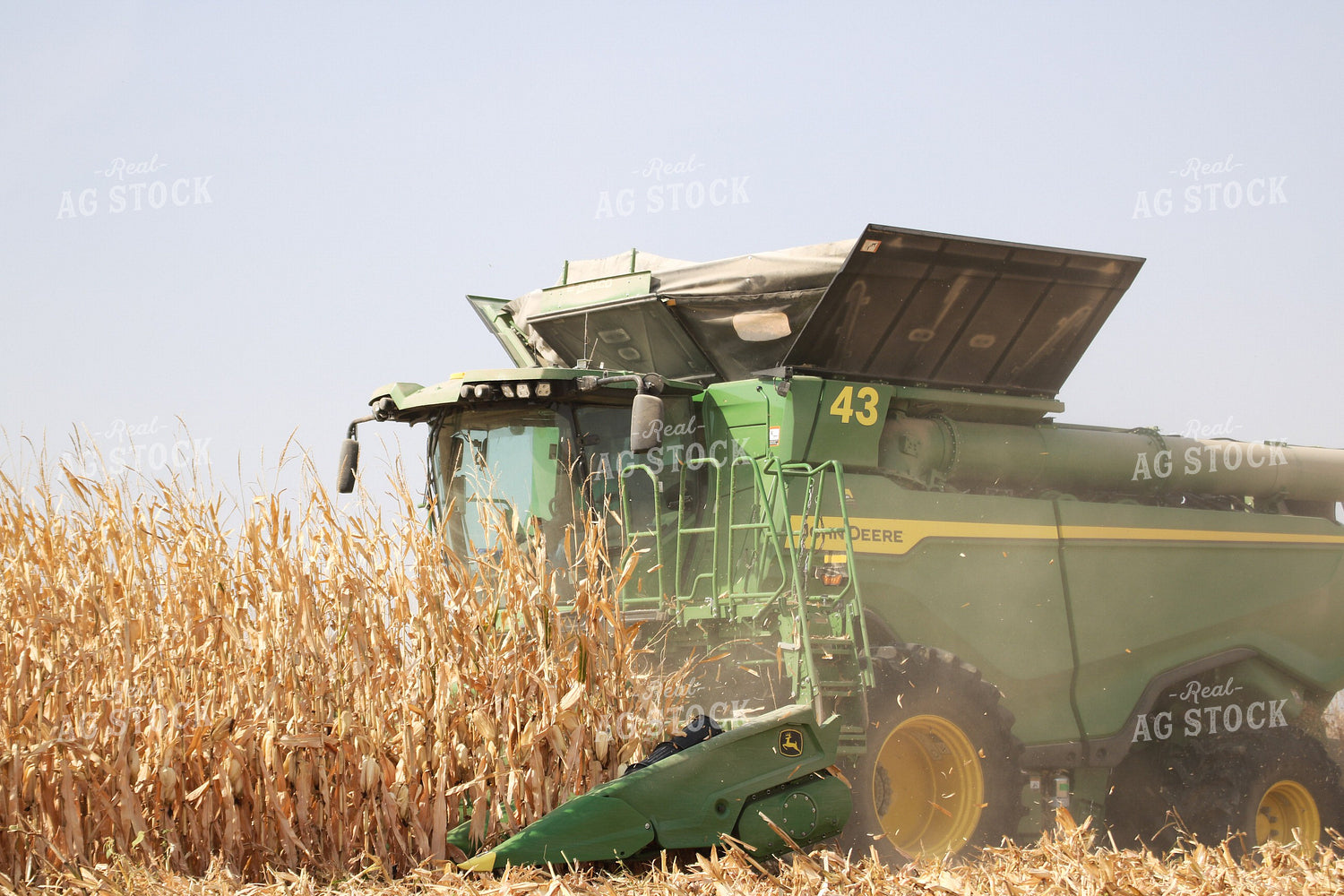 Corn Harvest 82166