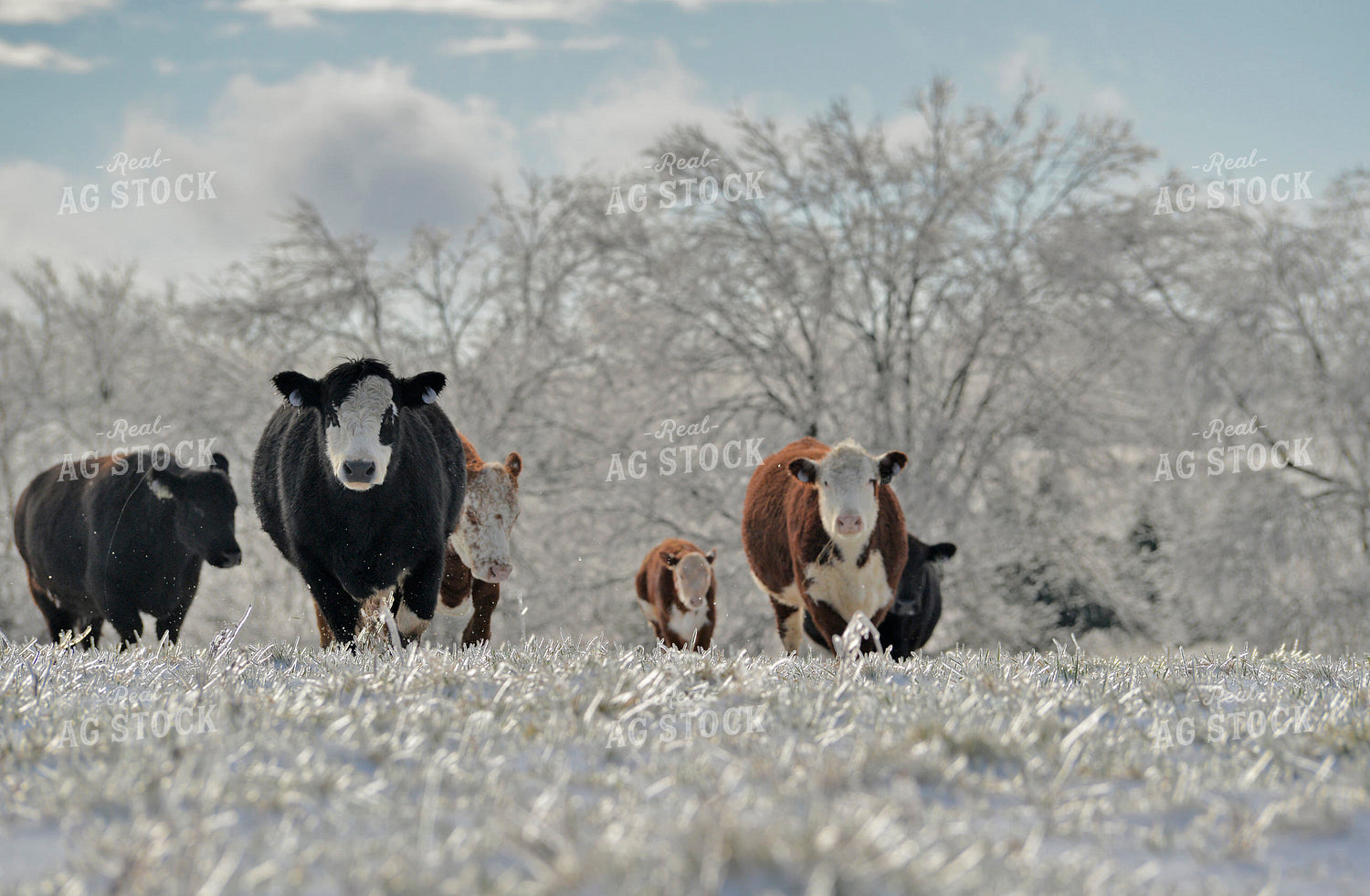 Cattle in Snowy Pasture 110022