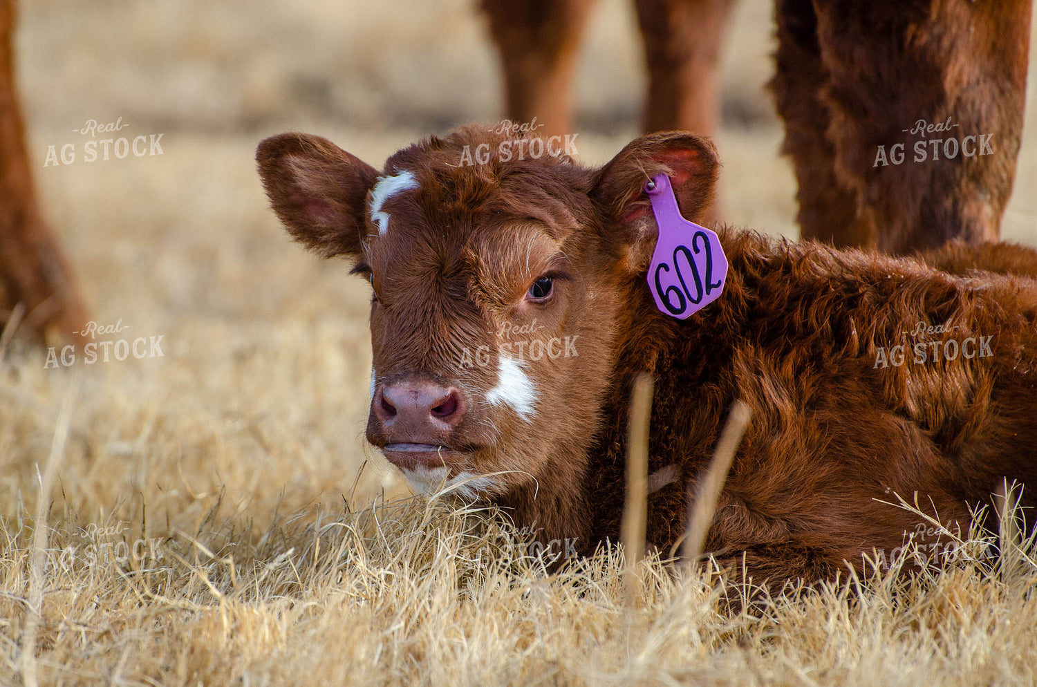 Angus Calf in Pasture 97015