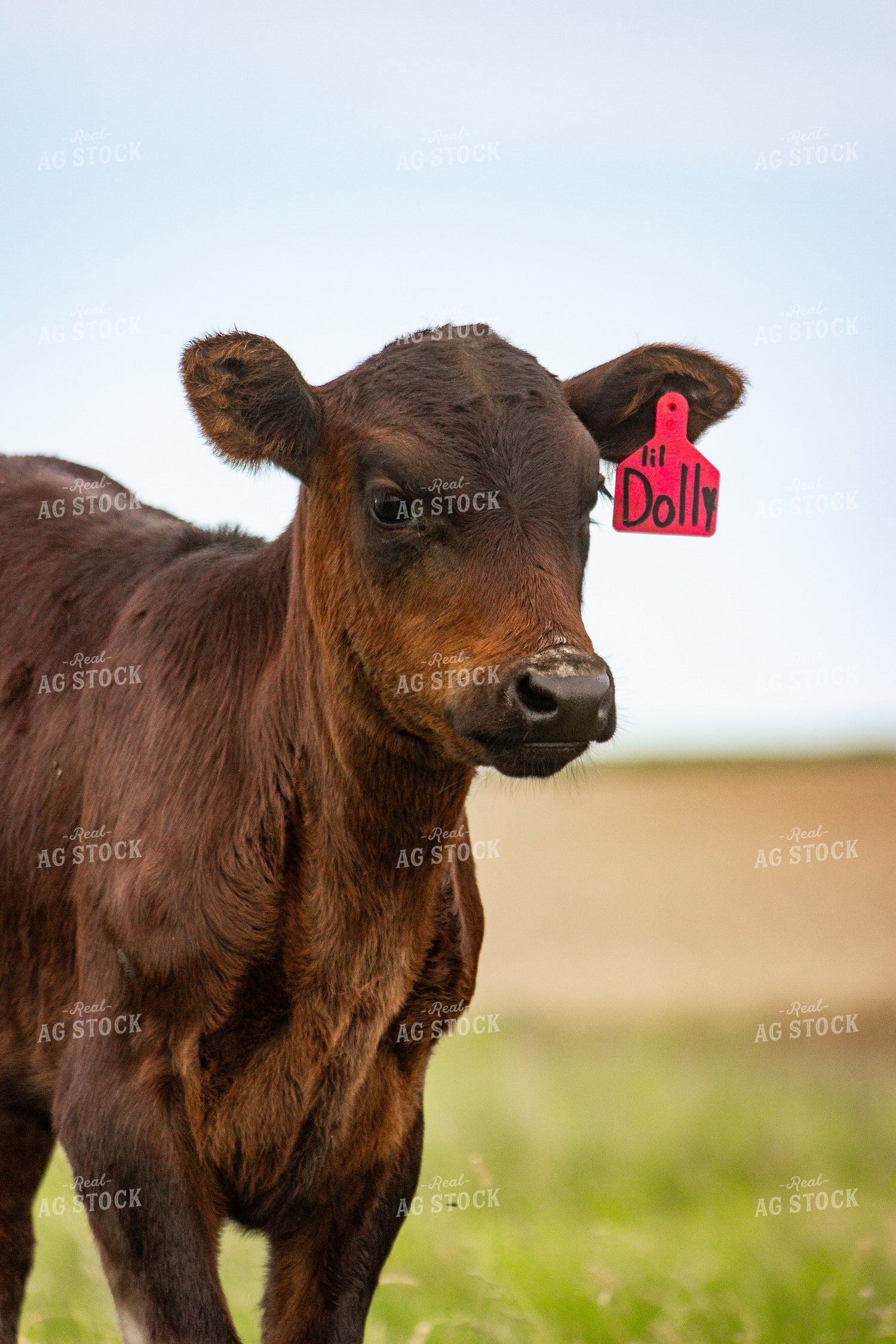 Longhorn Calf 155209
