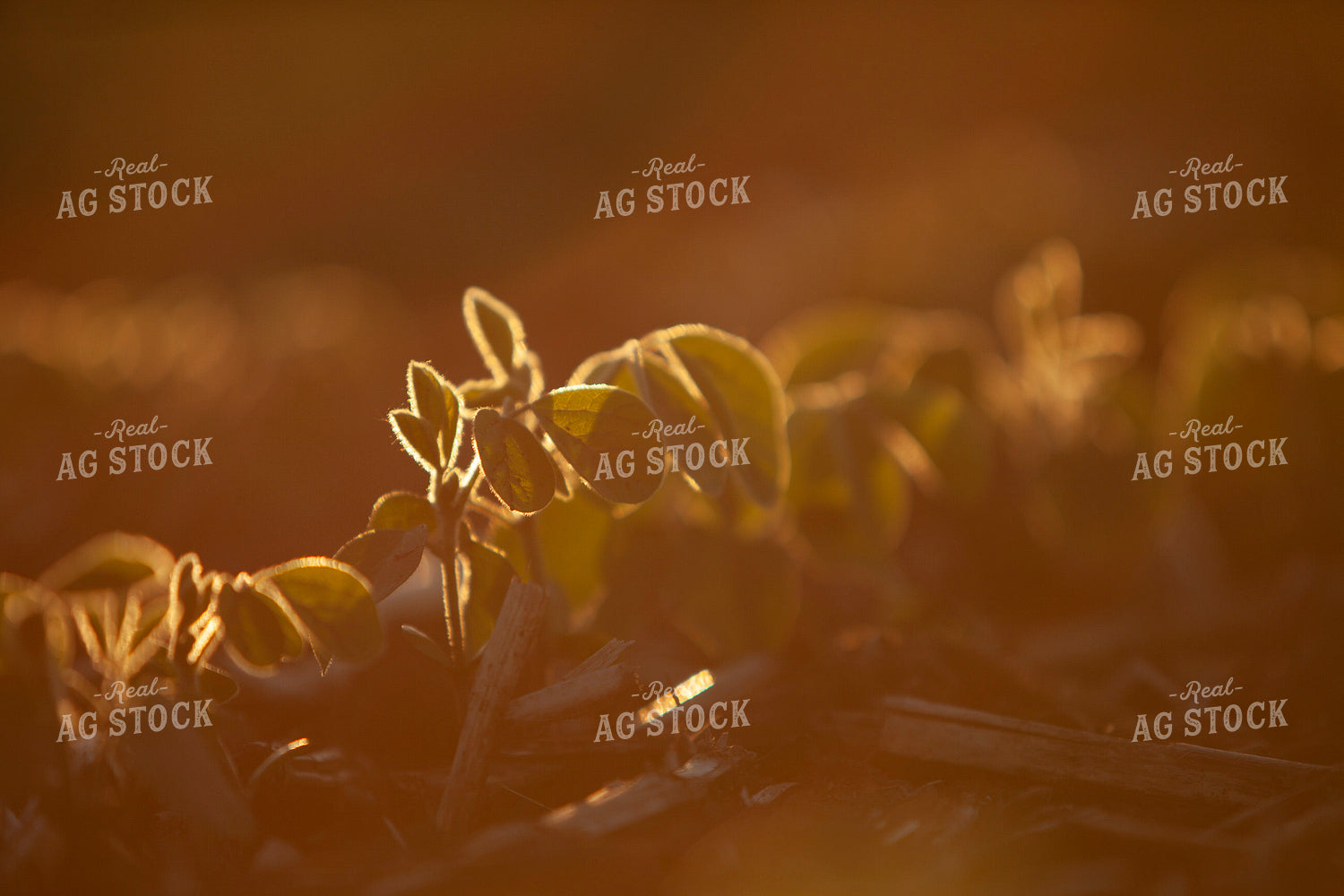 Soybeans - Mid-Season 1518