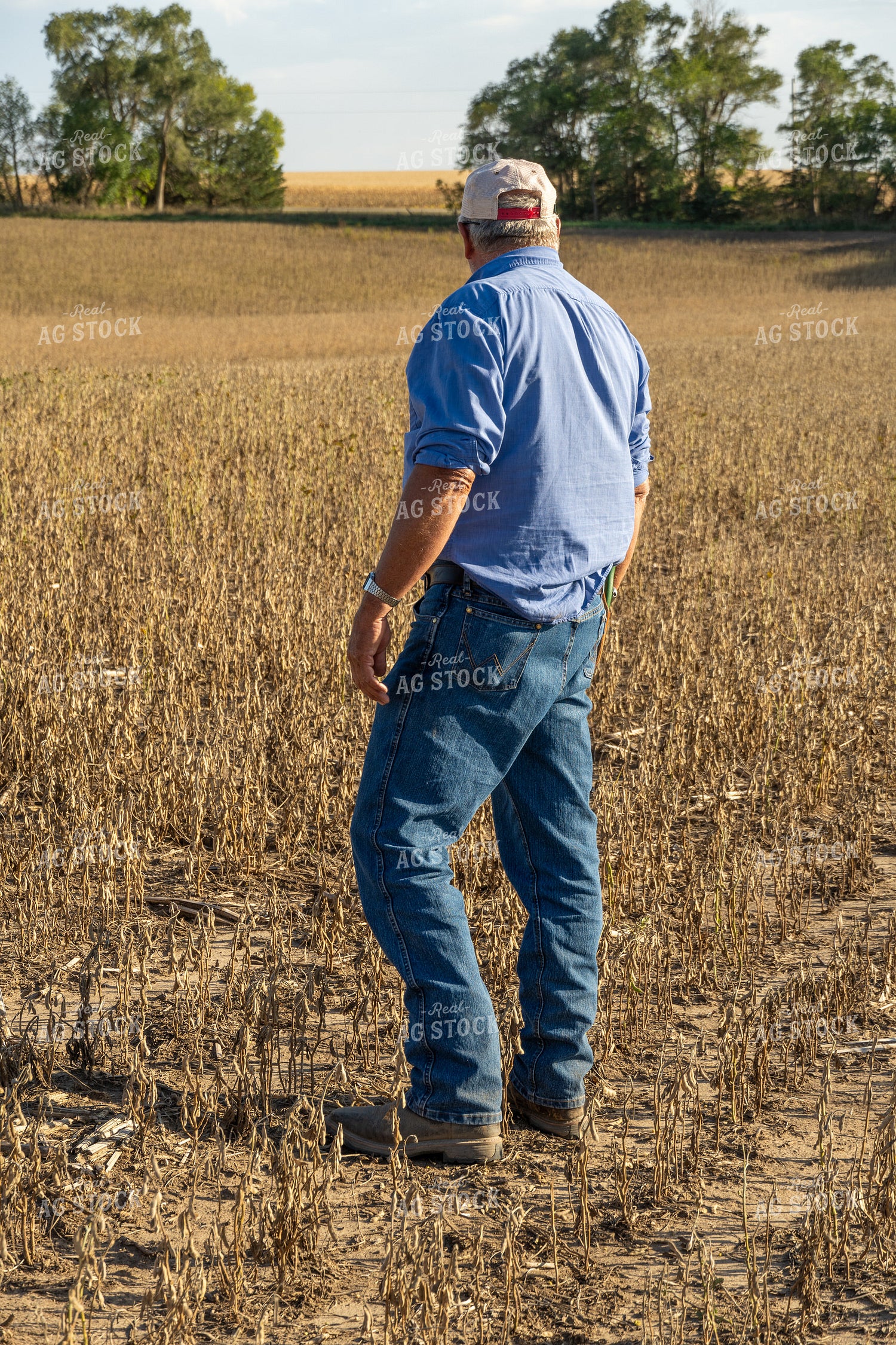 Farmer in Hail Damaged Soybean Field 65074