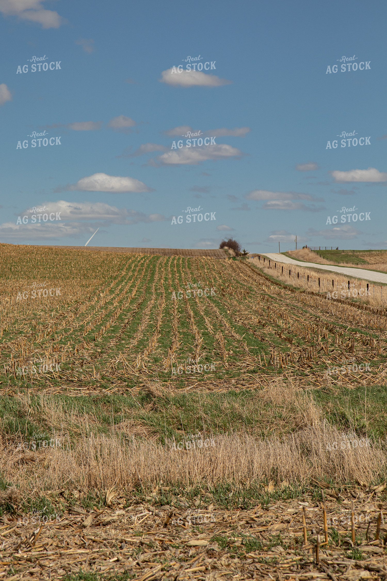 Cover Crops in Corn Stalks 67196