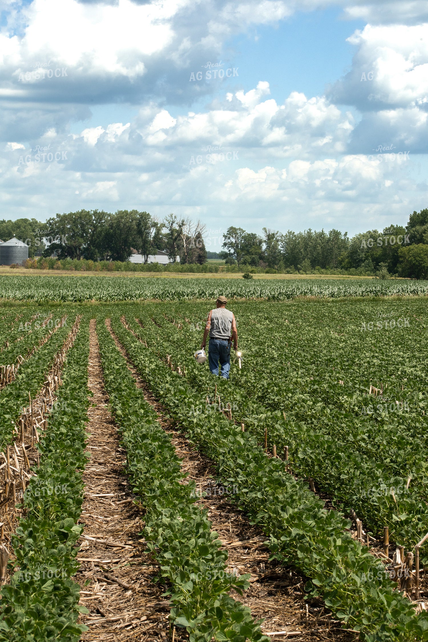 Farmer in Soybean Field 76205