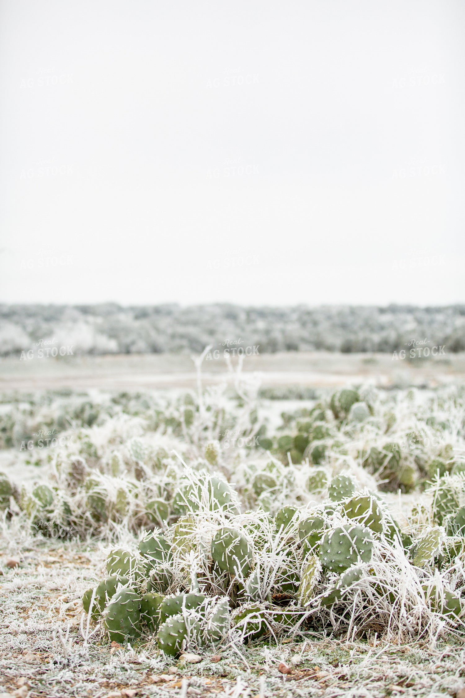 Frozen Cacti 134070