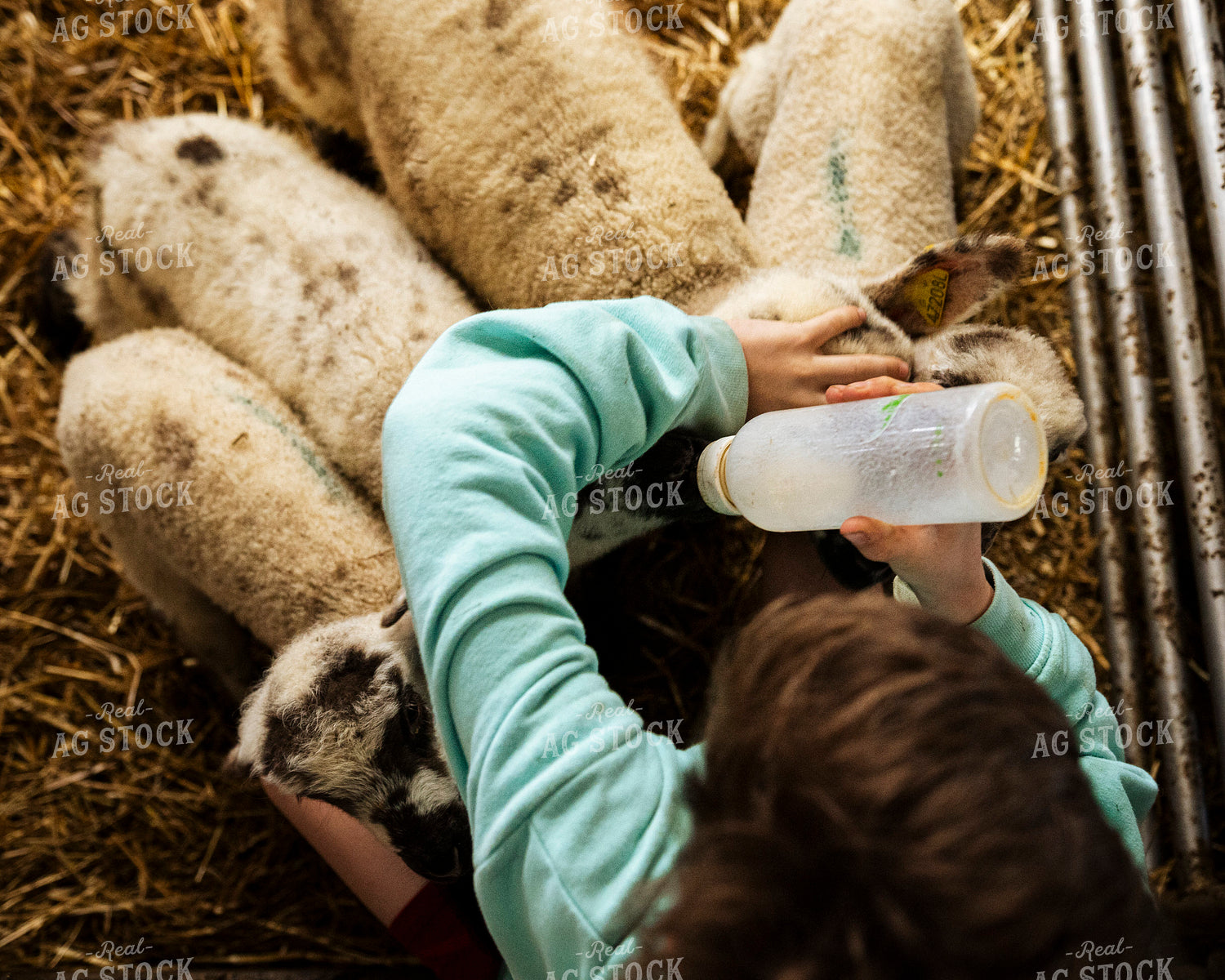 Farm Kid Bottle Feeding Lambs 195057