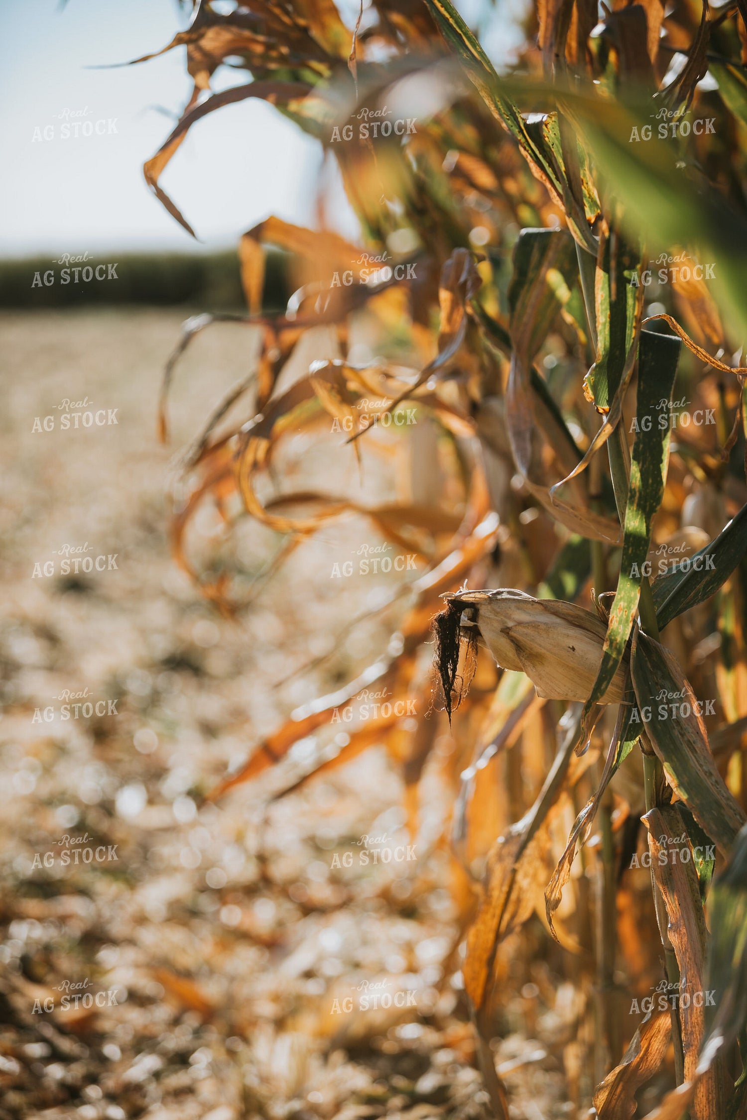 Dried Corn in Field 4735