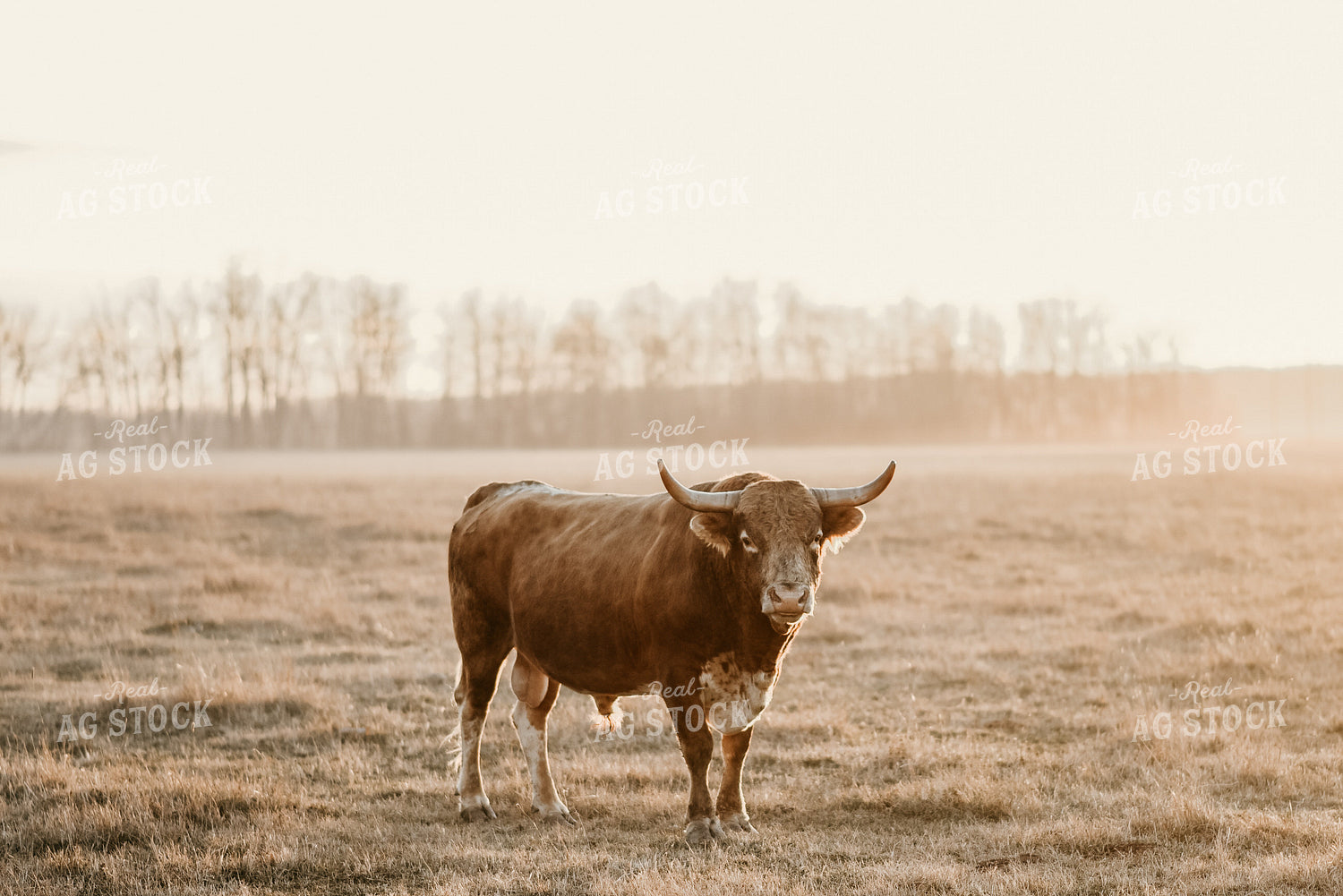 Longhorn Cow with Woods Background 64182
