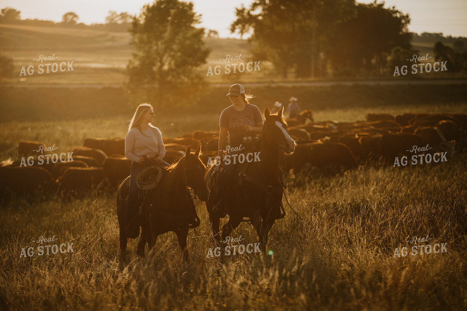 Ranchers and Cattle in Pasture 6415