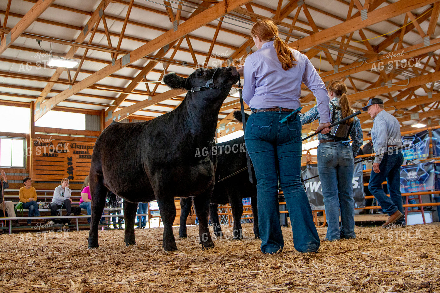 Showing Cattle 157008