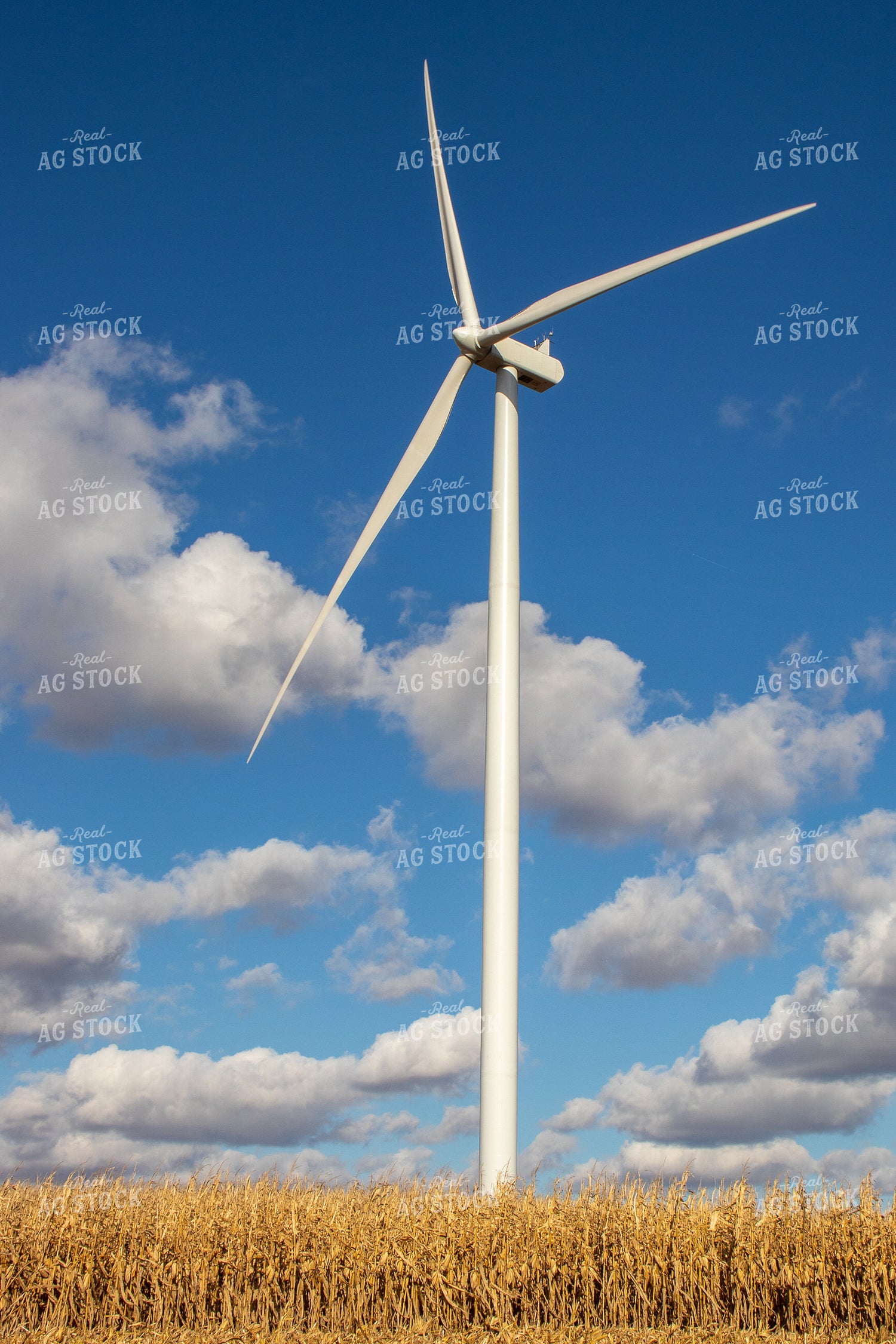 Dried Corn with Windmill 67043