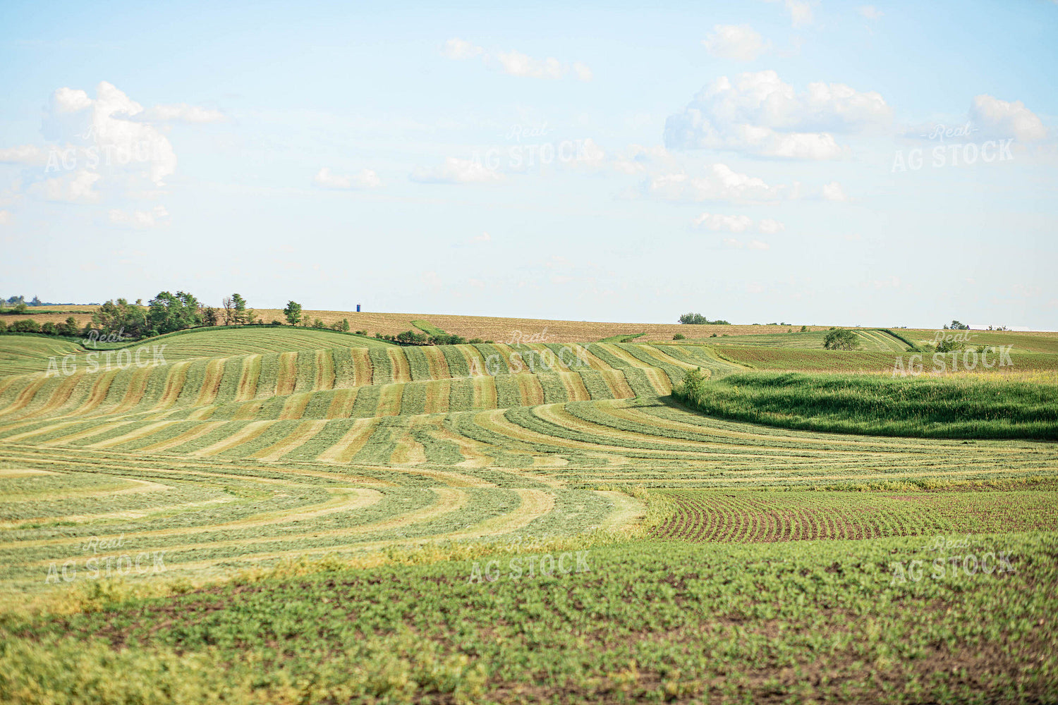 Cut Hay Field 215031
