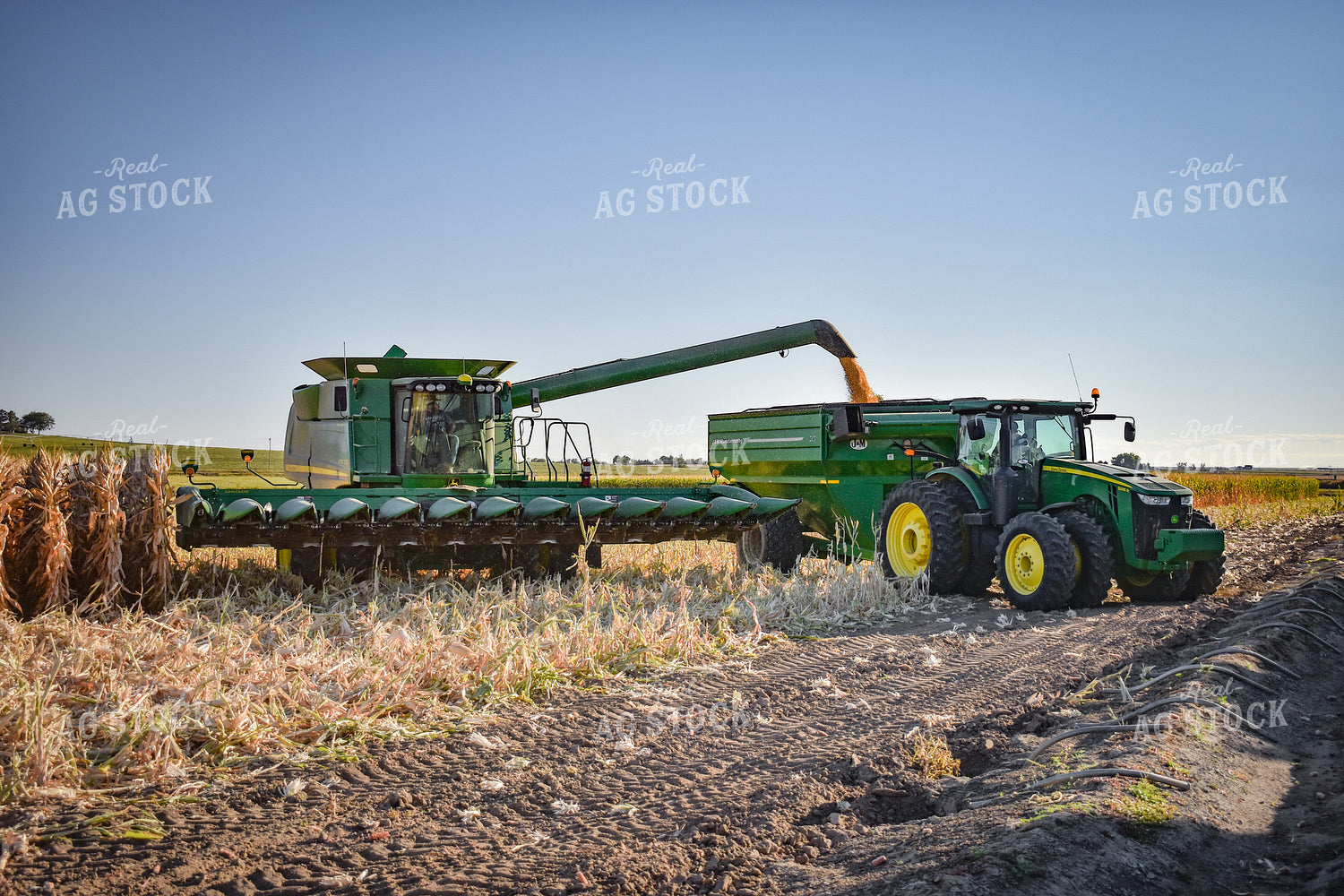 Combine Augering Corn into Grain Cart 56183