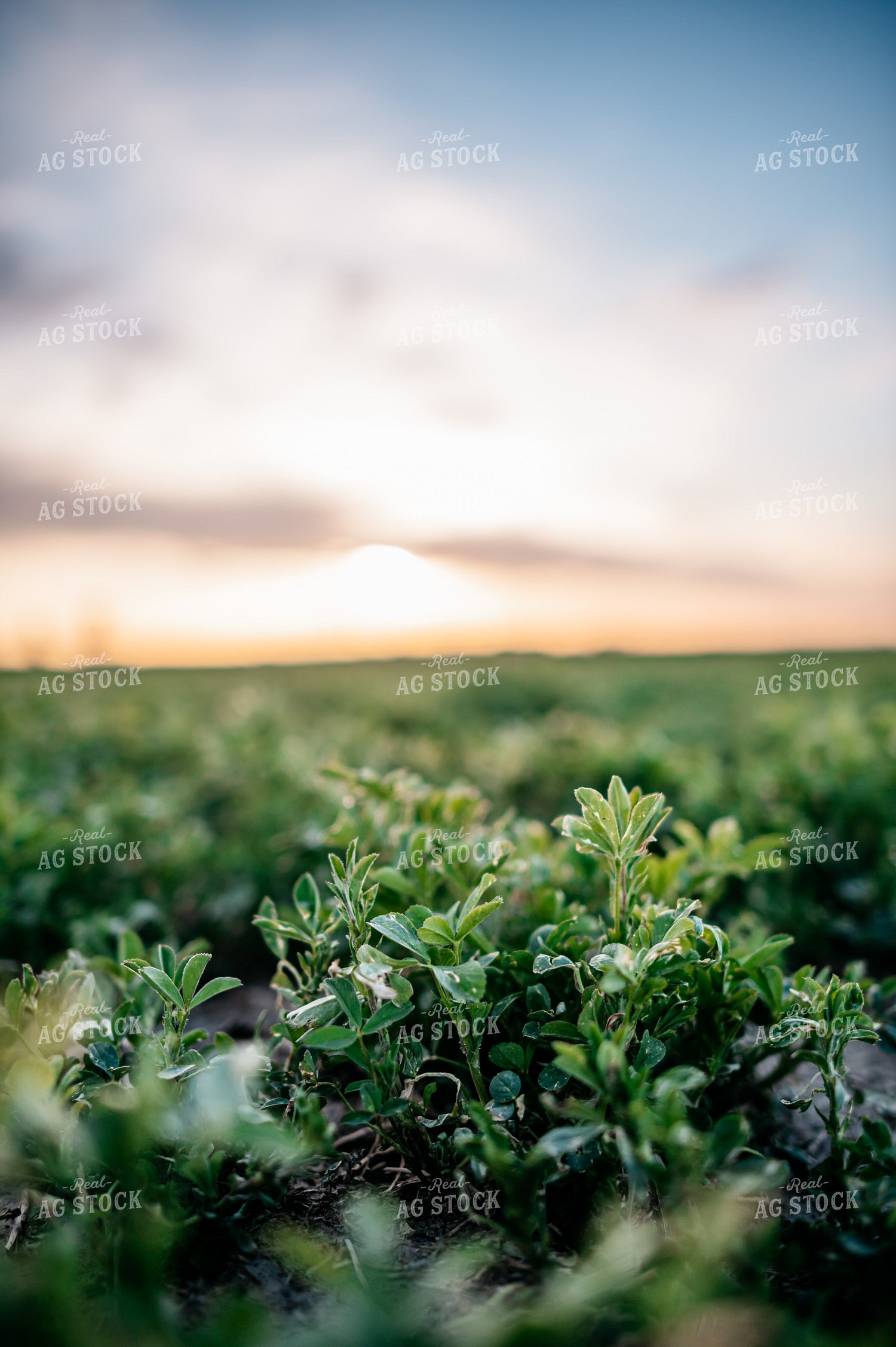 Alfalfa Field 56613