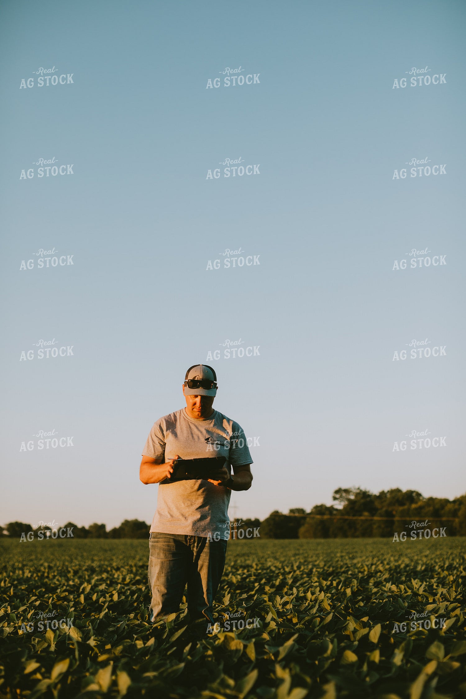 Farmer in Soybean Field with Tablet 6142