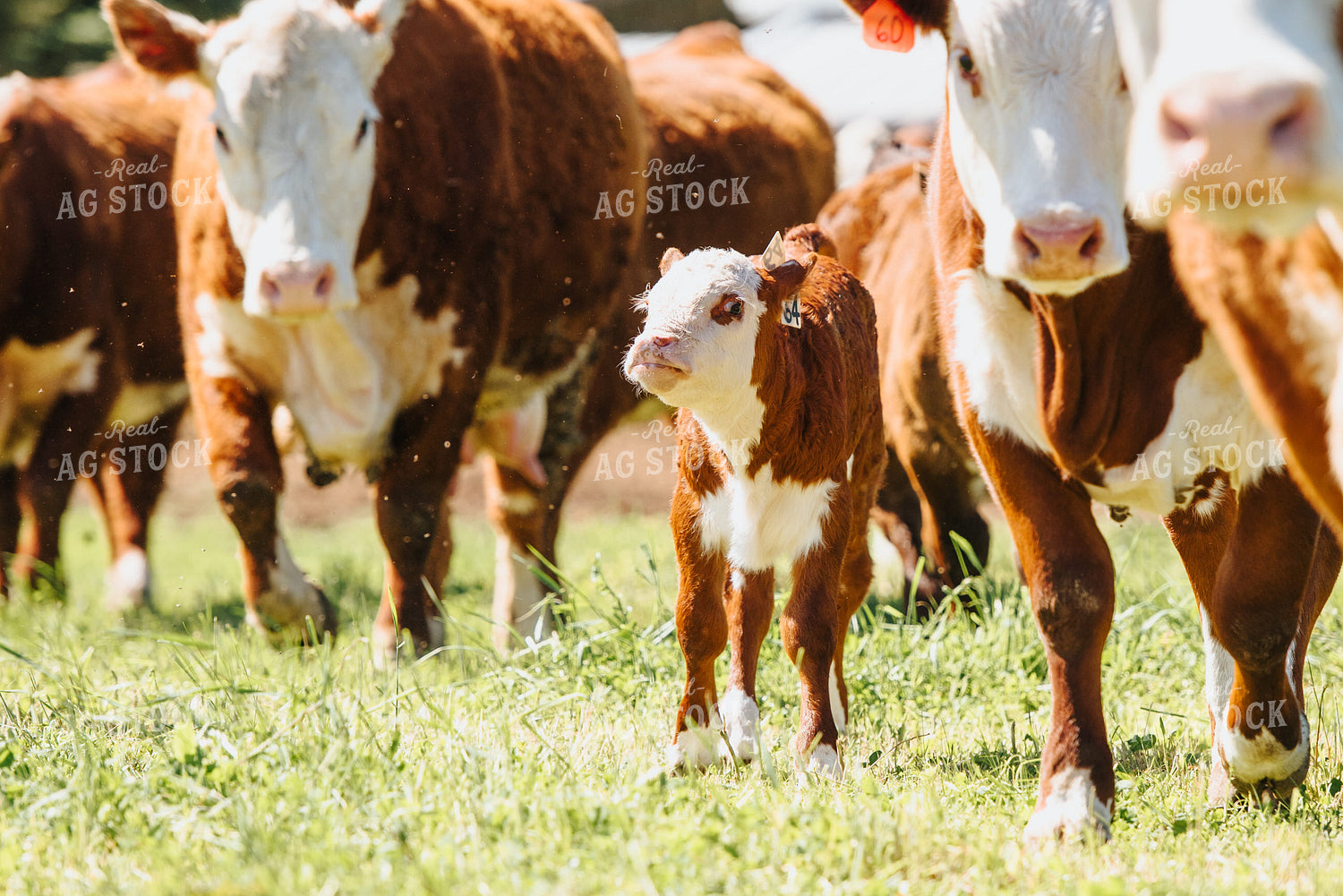 Hereford Cow and Calf in Pasture 68043