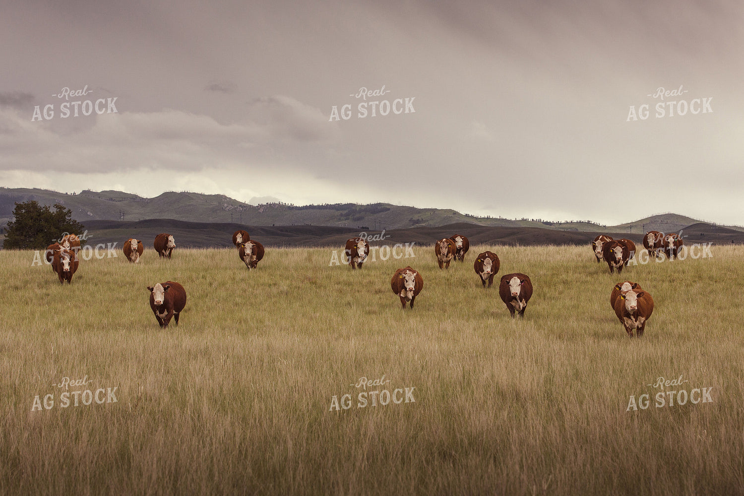 Hereford Cattle in Pasture 81081