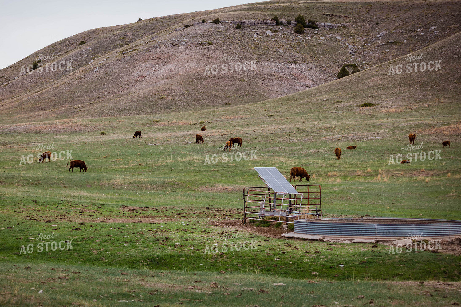 Red Angus Cattle Graze in Hilly Open Pasture 97146