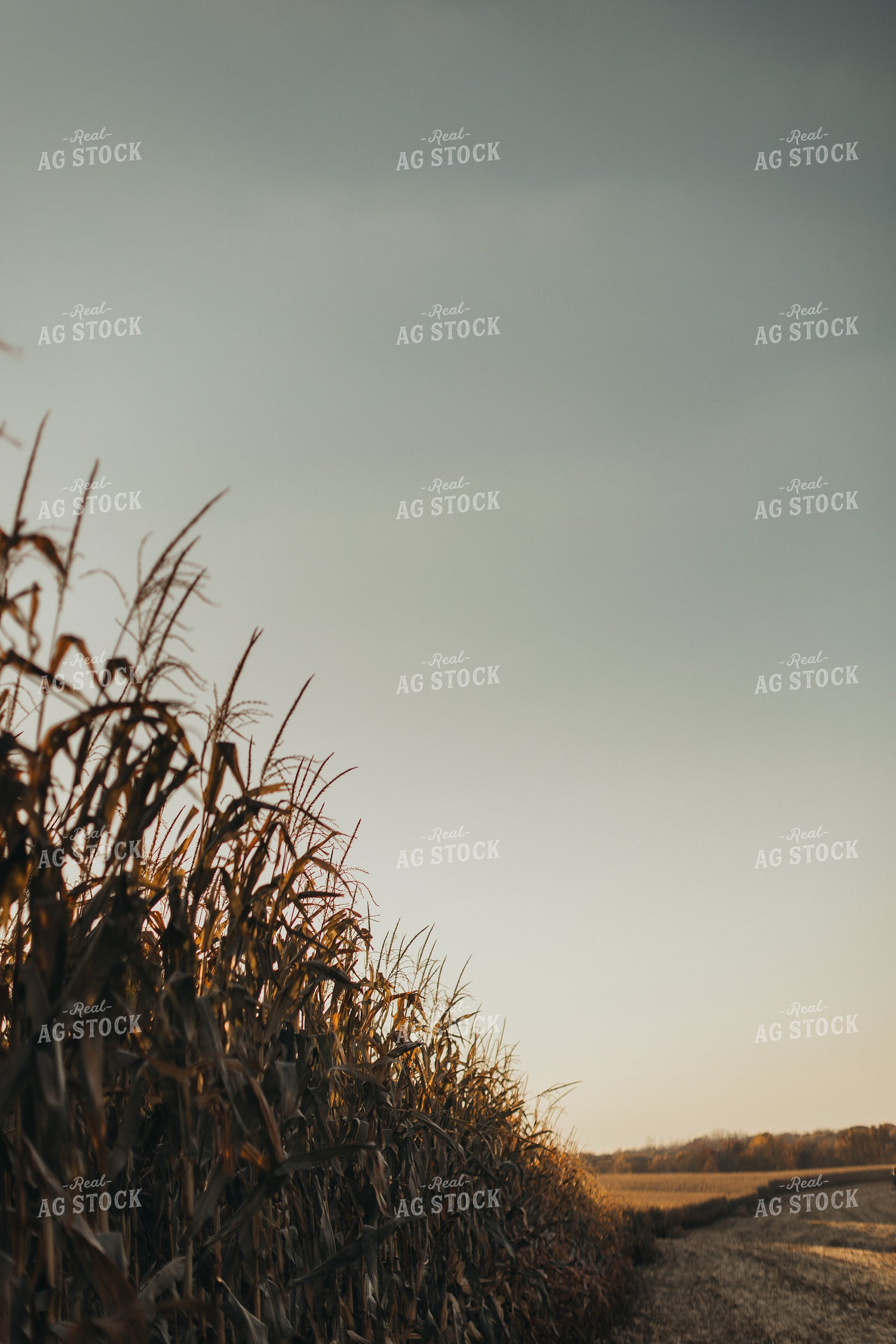 Dried Corn Field 9492