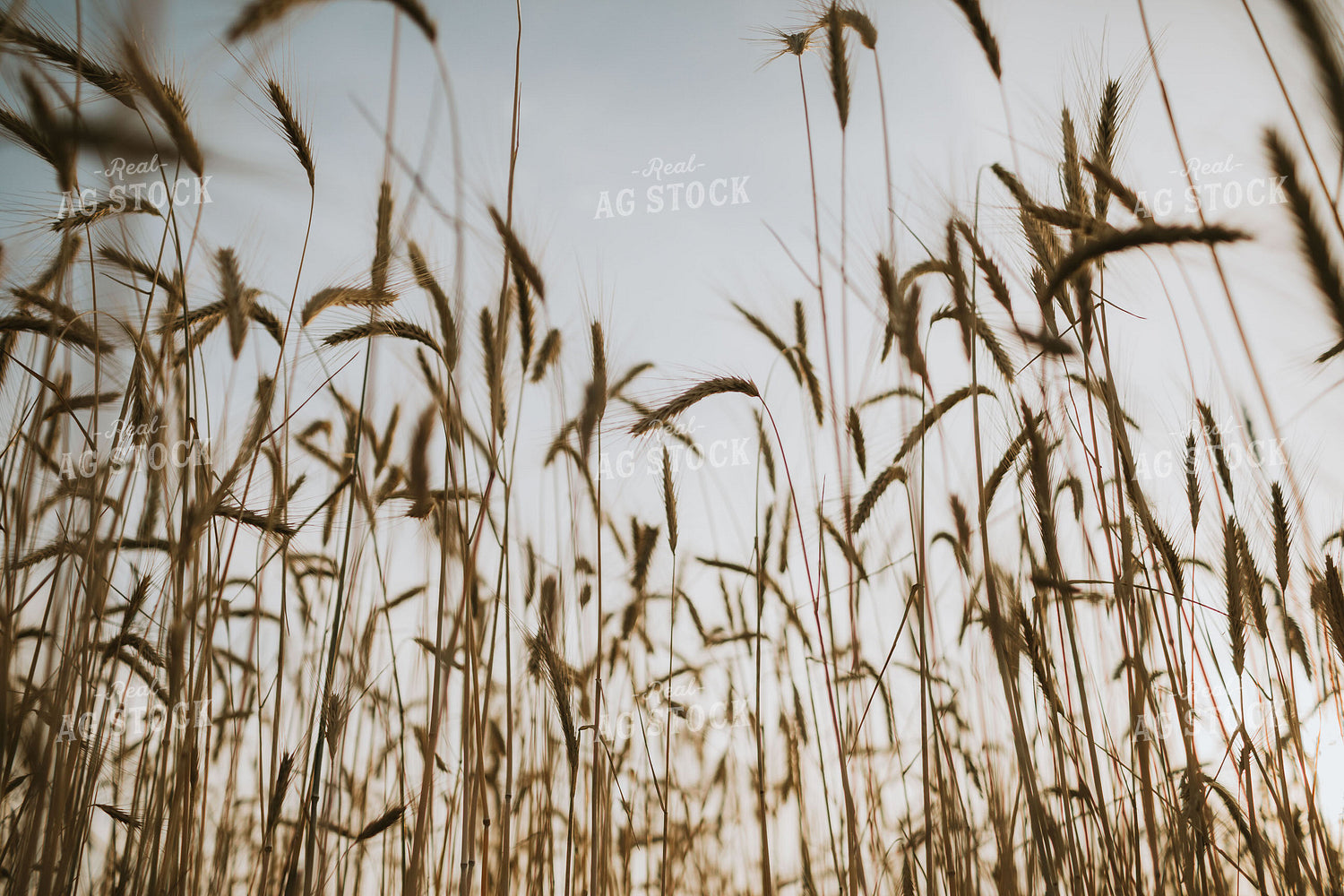 Field of Rye 5961