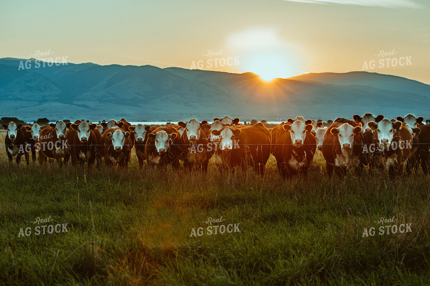 Hereford Cattle in Pasture 81108