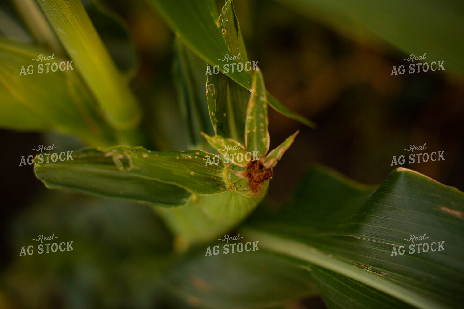 Corn - Mid-Season 2311