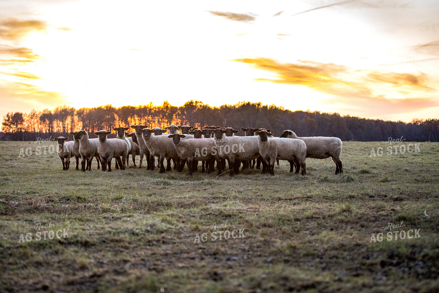 Sheep in Pasture 90074