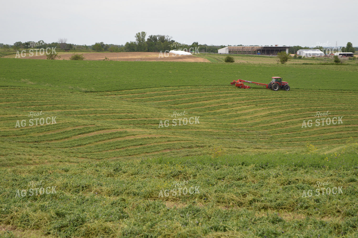 Mowing Hay 206034