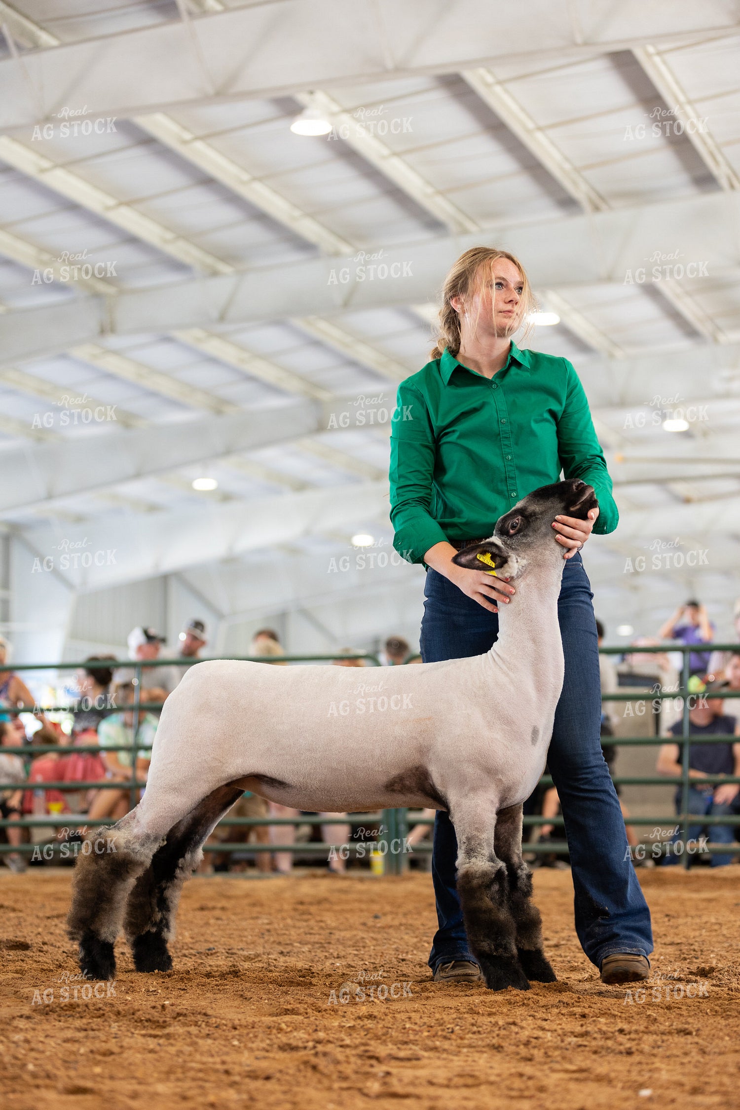 Farm Kid Showing Sheep 52505