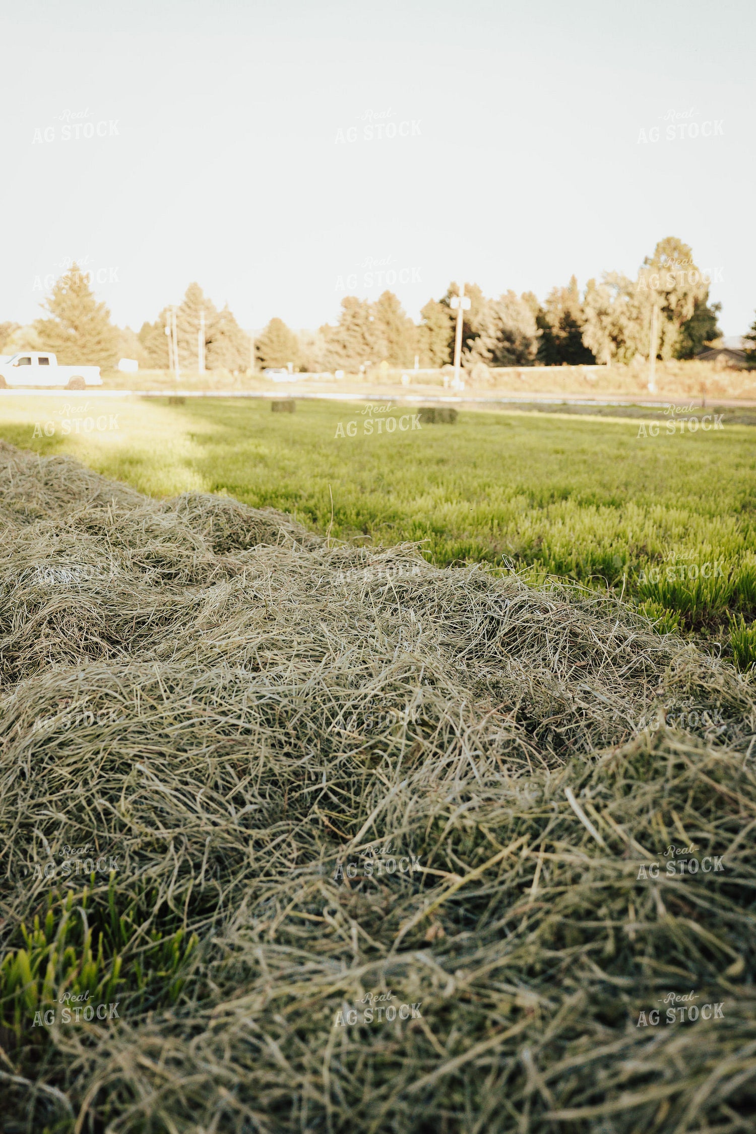 Harvesting Hay 83110