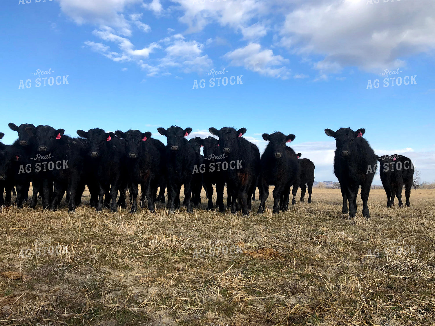 Angus Cattle in Pasture 63022